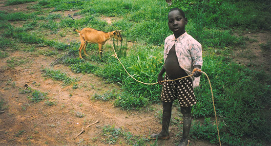 ziegen-schafe-für-burkina-faso